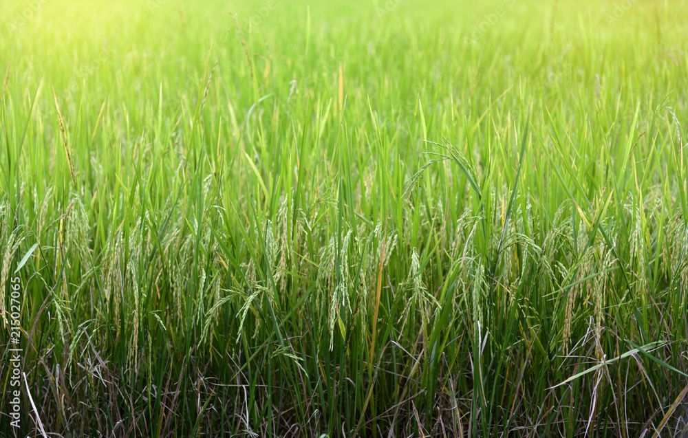 Green rice field in Thailand.
