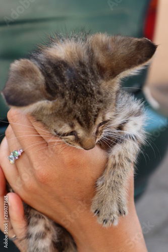 Little kitten in human hands