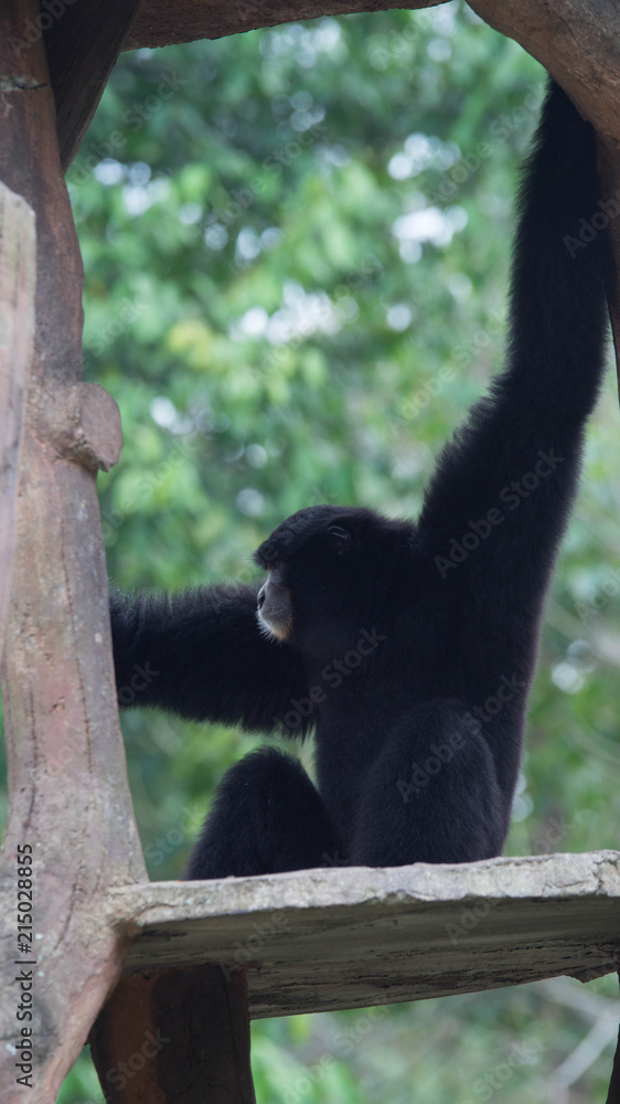 Siamang Symphalangus syndactylus in the conservation park in Indonesia. Siamang is native primate of Indonesia, malaysia, and Thailand