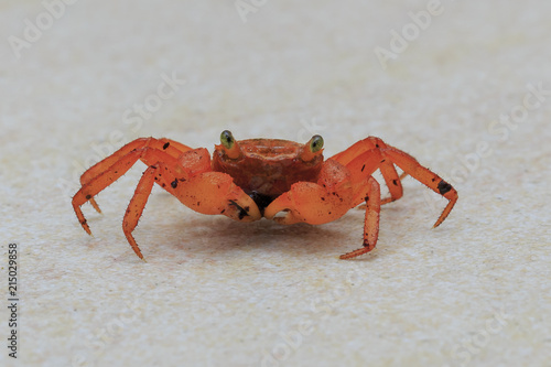 Geosesarma aurantium is a terrestrial crab that is endemic to Mount Silam, Sabah, Malaysia