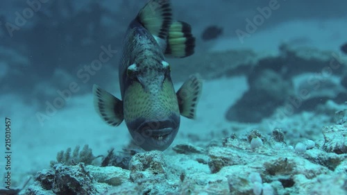 titan triggerfish ( balistoides viridescens) is swimming in the coral reef, slow motion photo