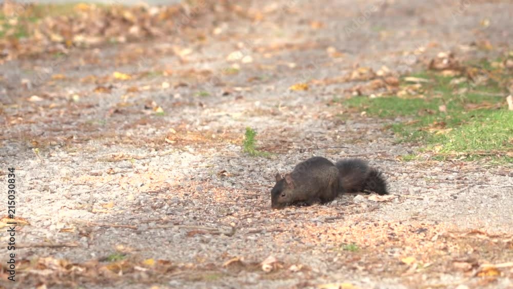 Squirrel in Slow Motion