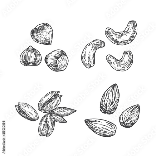 Nuts Illustration. Almond, Cashew, Hazelnut and Pistachios Abstract Sketch. Hand Drawn Vector Illustration.