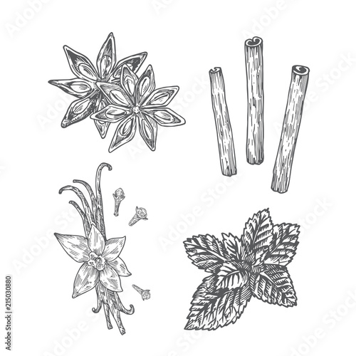 Fototapeta Naklejka Na Ścianę i Meble -  Spices Illustration. Anise, Vanilla with Clove, Mint and Cinnamon Abstract Sketch. Hand Drawn Vector Illustration.
