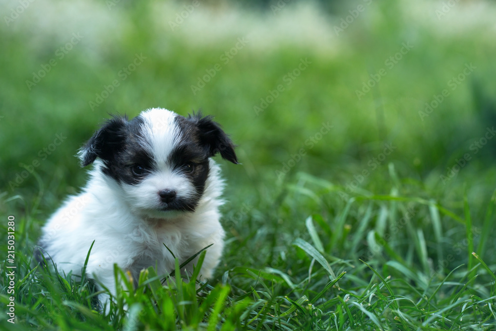 puppy babes Papillon in the grass