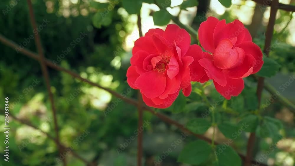 Red roses swing in the wind in the garden. Two red rose-buds blooming close up. Outdoor rosary at summer. Red roses against the background of green leaves. Blurred background, soft selective focus Red roses swing in the wind in the garden. Two red rose-buds blooming close up. Outdoor rosary at summer. Red roses against the background of green leaves. Blurred background, soft selective focus