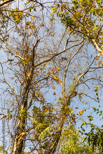 The color of the leaves changes when they into the autumn.