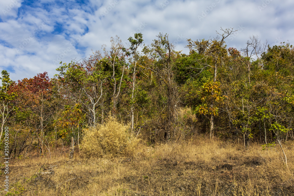 The color of the leaves changes when they into the autumn.