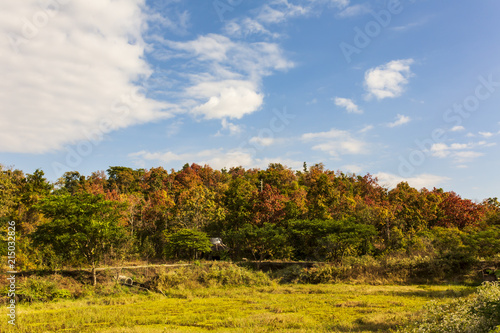 The color of the leaves changes when they into the autumn.