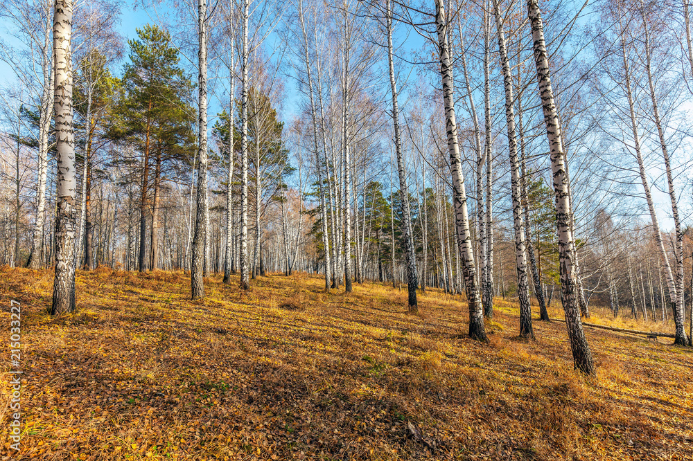 Fototapeta premium Późna jesień w lesie syberyjskim.
