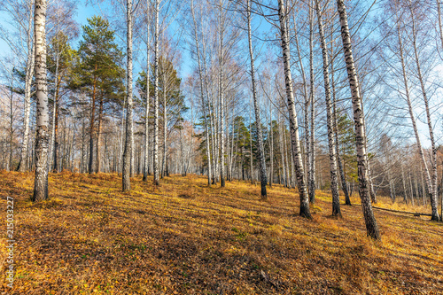 Fototapeta Naklejka Na Ścianę i Meble -  Late autumn in the Siberian forest.