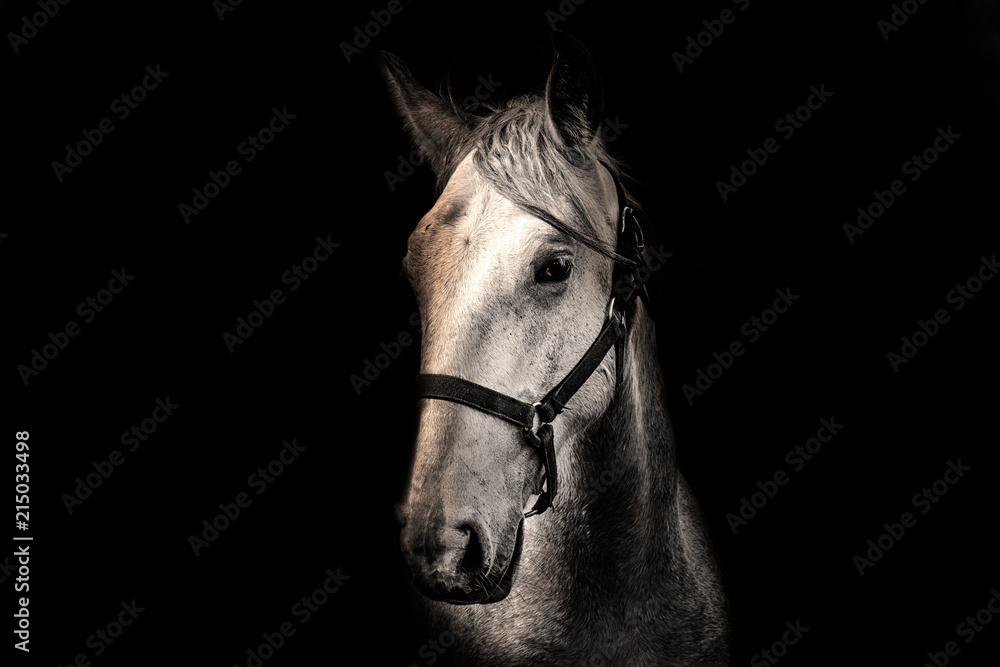 Fototapeta premium White horse on the black background