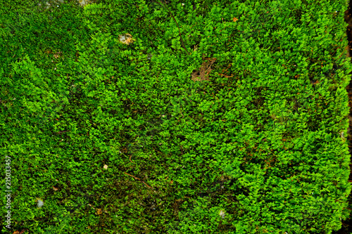 moss and fern on rocks