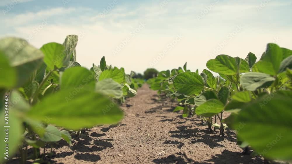 Slow motion wind through young soybean plants. Camera travels forward down the row. HD.