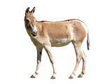Turkmenian kulan (Equus hemionus kulan) isolated on a white background.