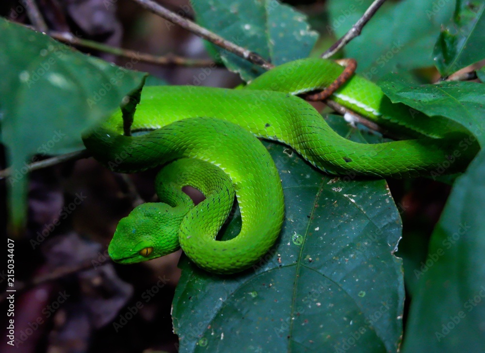 Obraz premium Green pit viper (Asian pit viper) hidden among leaves