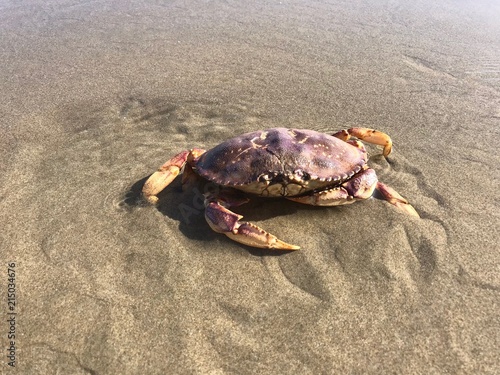 Northwest Oregon Crab 