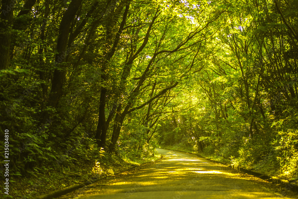 Obraz premium Leśna ścieżka z zielonym cieniem i jeziorem zaporowym