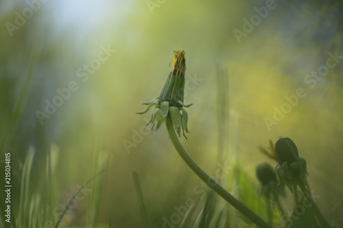 Fototapeta Naklejka Na Ścianę i Meble -  Taraxacum (or dandelion)