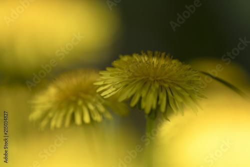 Fototapeta Naklejka Na Ścianę i Meble -  Taraxacum (or dandelion)