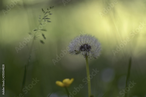 Fototapeta Naklejka Na Ścianę i Meble -  Taraxacum (or dandelion)