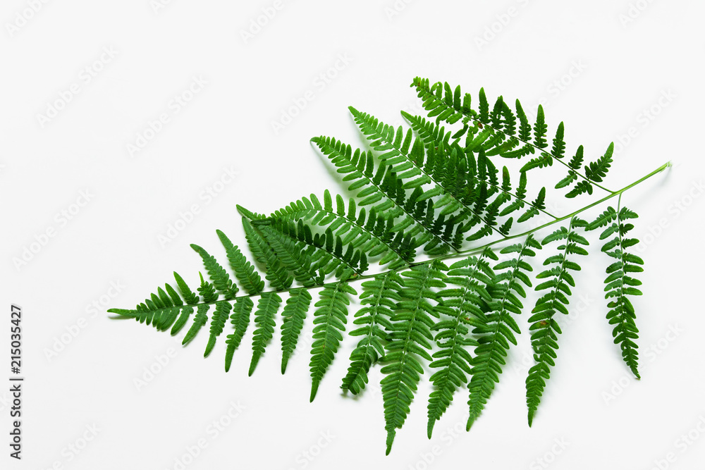 Branch of green forest plant fern on white background.