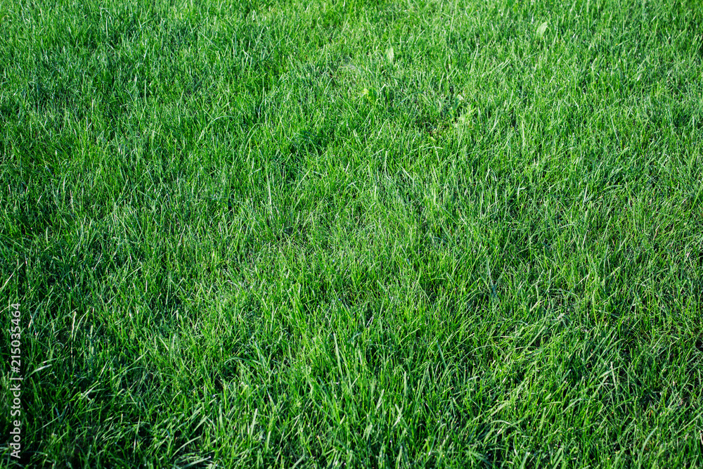 Texture of lavish untrimmed green healthy grass. Texture of lavish untrimmed green healthy grass.