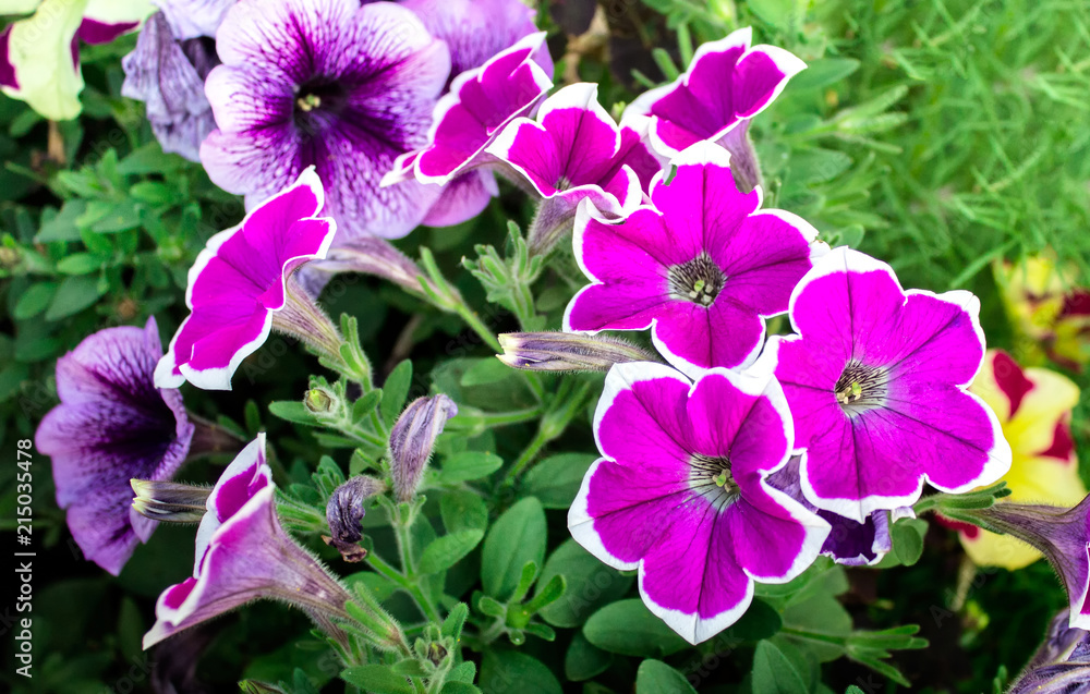Close up of beautiful purple with white canvas petunia flowers. Horticultural perennial flowers in a garden. Close up of beautiful purple with white canvas petunia flowers. Horticultural perennial flowers in a garden.