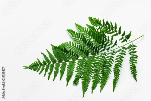 Branch of green forest plant fern on white background.