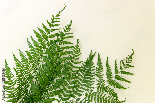 Fern branches on white background. Photo with copy space.