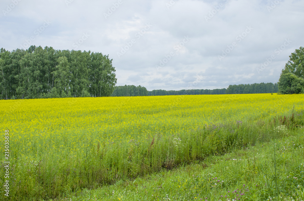 Landscape the field with yellow flowers against the background of trees