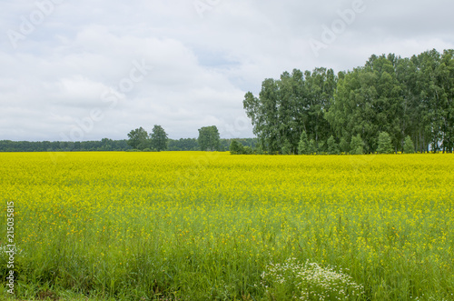 Landscape the field with yellow flowers against the background of trees