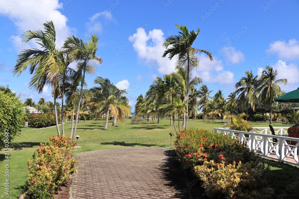 Fototapeta premium Palm trees growing in a tropical landscape setting
