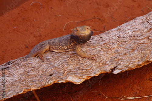 Lizard on the Wood © Christian