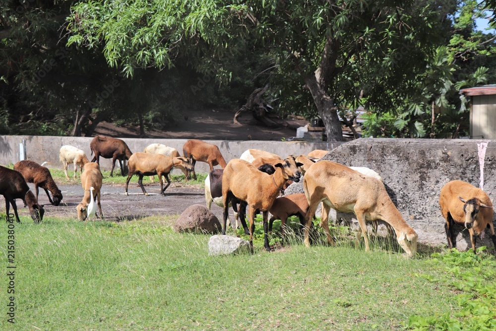 Goats roaming wild in a rural setting Goats roaming wild in a rural setting