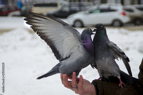 Pigeon and dove kissing