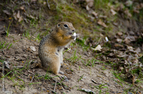 gopher eats a seed.