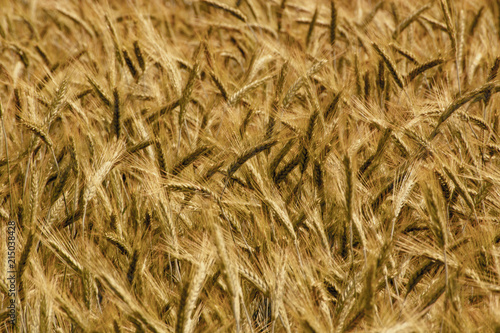 Golden wheat field on a sunny day