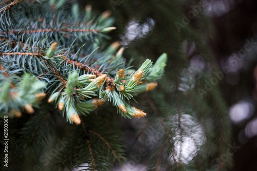 Young cones on a spruce tree after a rain