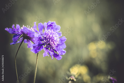 Purple flower in the field