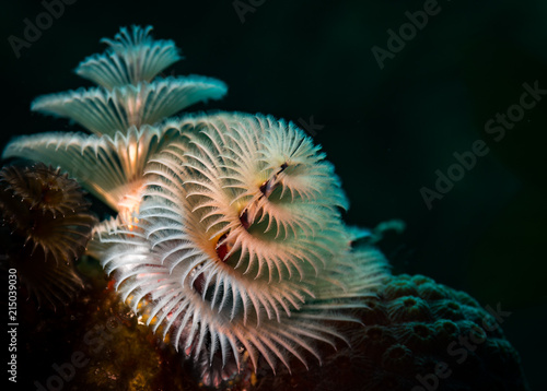 Christmas tree worms  (Spirobranchus giganteus), Bonaire, Netherlands Antilles © timsimages.uk