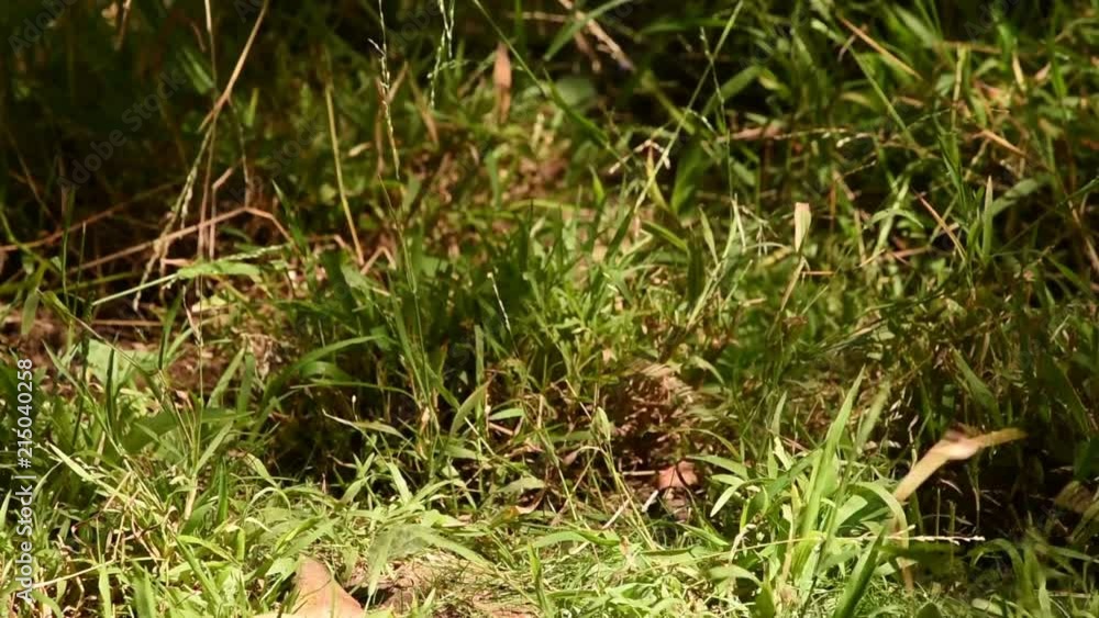 HD video of one meerkat sitting in tall green grass looking around then suddenly departs the frame. In captivity, meerkats have an average life span of 12–14 years, and about half this in the wild. HD video of one meerkat sitting in tall green grass looking around then suddenly departs the frame. In captivity, meerkats have an average life span of 12–14 years, and about half this in the wild.
