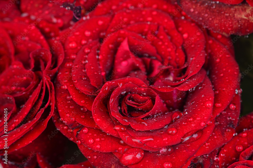 Flower rose Flower rose