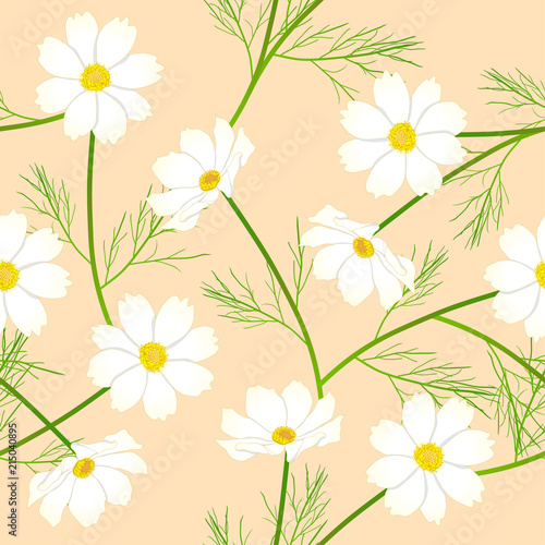 White Cosmos Flower on Beige Ivory Background