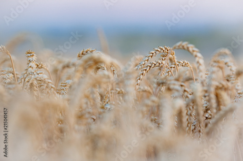 Landwirtschaft , Weizenernte photo