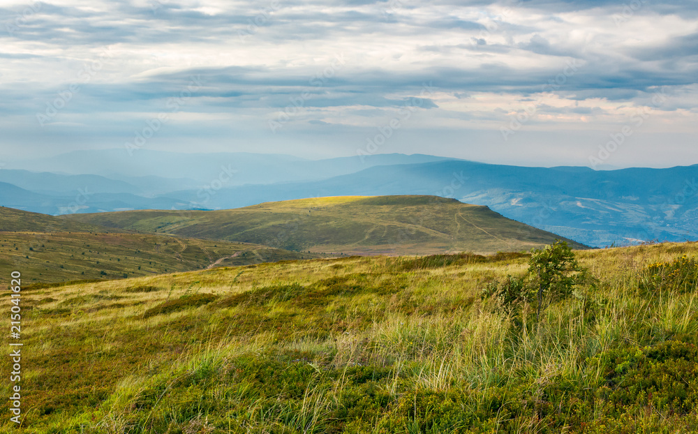 Carpathian alpine meadows in august. lovely summer landscape on a cloudy day. yellow weathered grass Carpathian alpine meadows in august. lovely summer landscape on a cloudy day. yellow weathered grass