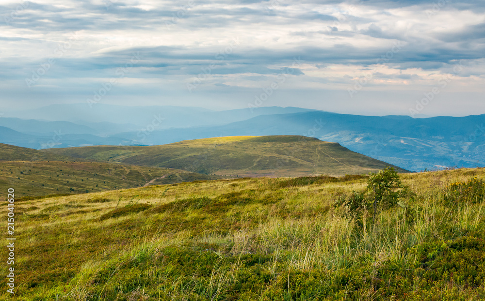 Carpathian alpine meadows in august. lovely summer landscape on a cloudy day. yellow weathered grass