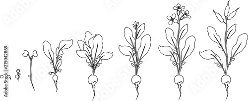 Coloring page. Stages of radish growth from seed and sprout to flowering and fruit-bearing plant