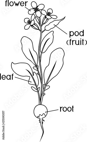 Parts of plant. Morphology of flowering radish plant with title