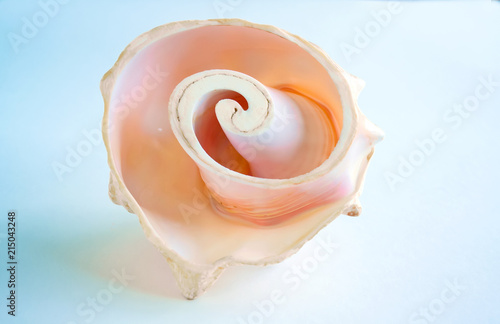 sea shell on blue background
